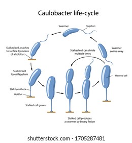 Caulobacter life-cycle. Life stages of bacteria with description steps: swarmer, cell attaches to surface, growth, cell division. Vector illustration in flat style isolated on white background