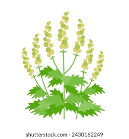 Cause of hay fever: Image of ragweed