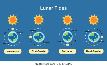 Cause of tides. Moon tides, Lunar tides. Earth’s tide cartoon. Astronomy science infographic, education, banner, background, diagram. Vector and illustration.