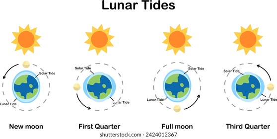 Cause of tides. Moon tides, Lunar tides. Earth’s tide cartoon and transparent. Astronomy science infographic, education, banner, background, diagram. Vector and illustration.