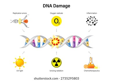 Causes of DNA Damage. DNA Damaging Agents. Replication errors, oxygen radicals, inflamation, UV light, ionizing radiation and chemotherapeutics.