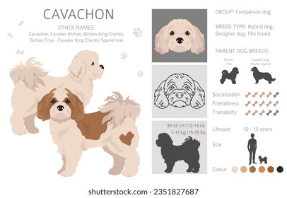 Cavachon clipart. Cavalier King Charles Spaniel Bichon Frise mix. Colores de abrigo diferentes.  Ilustración del vector