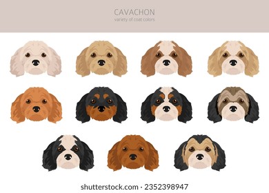 Cavachon clipart. Cavalier King Charles Spaniel Bichon Frise mix. Colores de abrigo diferentes.  Ilustración del vector