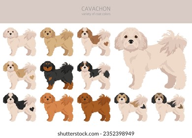 Cavachon clipart. Cavalier King Charles Spaniel Bichon Frise mix. Colores de abrigo diferentes.  Ilustración del vector