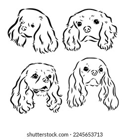 Cavalier King Charles Dog Vector Image Silhouette