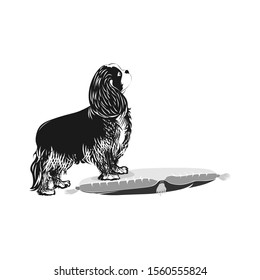 Cavalier King Charles Spaniel. Black silhouette