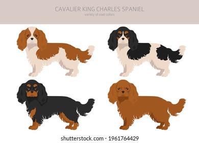 Cavalier King Charles Spaniel Clipart. Different Poses, Coat Colors Set.  Vector Illustration