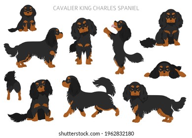 Cavalier King Charles Spaniel Clipart. Different Poses, Coat Colors Set.  Vector Illustration