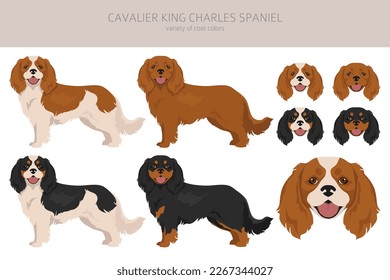 Cavalier King Charles Spaniel clipart. All coat colors set.  Different position. All dog breeds characteristics infographic. Vector illustration