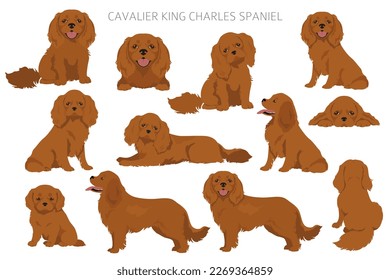 Cavalier King Charles Spaniel clipart. All coat colors set.  Different position. All dog breeds characteristics infographic. Vector illustration