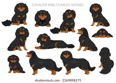 Cavalier King Charles Spaniel clipart. All coat colors set.  Different position. All dog breeds characteristics infographic. Vector illustration