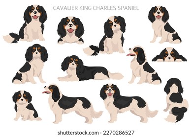 Cavalier King Charles Spaniel clipart. All coat colors set.  Different position. All dog breeds characteristics infographic. Vector illustration