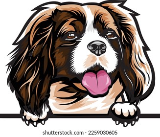 Cavalier King Charles Spaniel Farbe Peking Hunde. Farbbild eines Hundes, einzeln auf weißem Hintergrund. Hundeporträt, Vektorgrafik