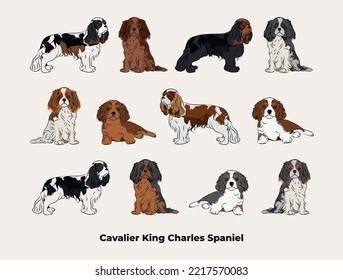 Kavalier König Charles Spaniel Farben. Rutsche Hunde Figuren in verschiedenen Posen, Designs für Druck, adorable und süße Cartoon Vektorset, kleine Spaniel in verschiedenen Posen. Alle beliebten Farben. Hundezeichnung.