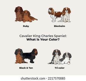 Kavalier König Charles Spaniel Farben. Rutsche Hunde Figuren in verschiedenen Posen, Designs für Druck, adorable und süße Cartoon Vektorset, kleine Spaniel in verschiedenen Posen. Alle beliebten Farben. Hundezeichnung.