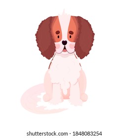 Cavalier king Charles Spaniel. Cute Spaniel puppy, cartoon style, adorable dog, print for t-shirts, mugs, veterinary booklets, packages