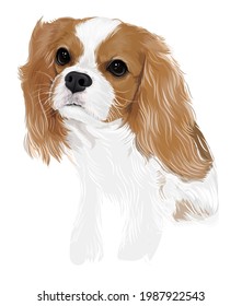 Cavalier king Charles spaniel dog vector art puppy cute dog