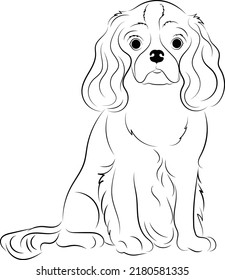Cavalier King Charles Spaniel dog - isolated vector illustration