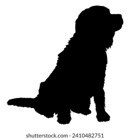 Cavalier King Charles Spaniel Dog on the move. Dog in different poses. jumps runs. The dog is sitting. The dog is lying down playing