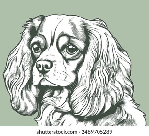A Cavalier King Charles Spaniel dog. Very cute.Vector Dog illustrations , Hand Draw