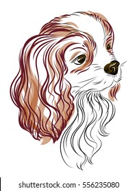 Cavalier King Charles Spaniel. Drawing by hand. Dog breeds.