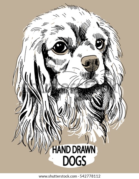 Cavalier King Charles Spaniel Drawing By Stock Vector (Royalty Free