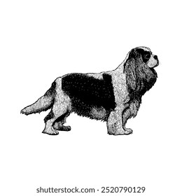 Cavalier Rei Charles Spaniel mão desenhando vetor isolado no fundo branco.