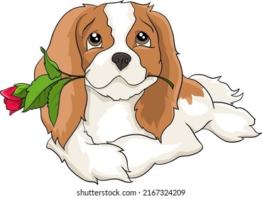 Cavalier King Charles spaniel lying with a red rose flower for a woman, valentines day love, drawing vector illustration dog