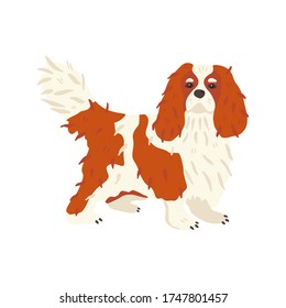 Cavalier King Charles Spaniel. Pet flat vector illustration. Cute small dog breed with red and white spots. For online stickers, grooming social network, animal guide, veterinary manual, encyclopedia