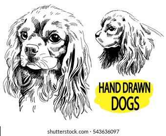 
Cavalier King Charles Spaniel. A set of images. Drawing by hand in vintage style.