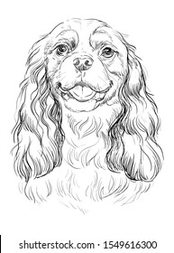 Cavalier King Charles Spaniel vector hand drawing illustration in black color isolated on white background