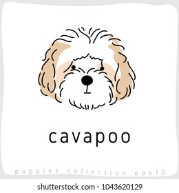 Cavapoo : Dog Breed Collection : Vector Illustration