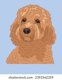 Cavapoo Dog Head Front View