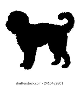 Cavapoo Dog on the move. Dog in different poses. jumps runs. The dog is sitting. The dog is lying down playing