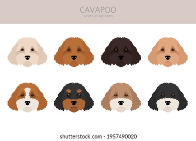 Cavapoo mix breed clipart. Different poses, coat colors set.  Vector illustration