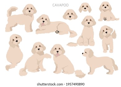 Cavapoo mix breed clipart. Different poses, coat colors set.  Vector illustration