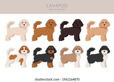 Cavapoo mix breed clipart in different poses and coat colors, set.  Vector illustration