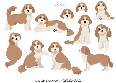 Cavapoo mix breed clipart. Different poses, coat colors set.  Vector illustration