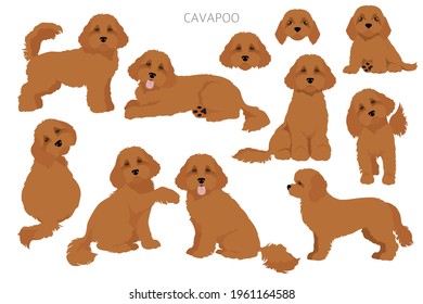 Cavapoo mixed breed clipart in different poses, set.  Vector illustration