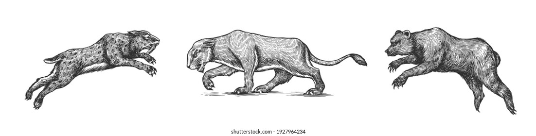Cave bear and lion. Panthera Saber toothed tiger. Prehistoric mammals. Extinct animal. Vintage animal. Retro Mammals. Hand drawn engraved sketch.