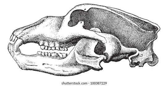Cave Bear or Ursus spelaeus, showing skull, vintage engraved illustration. Dictionary of Words and Things - Larive and Fleury - 1895