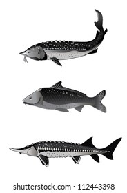 Caviar fishes
