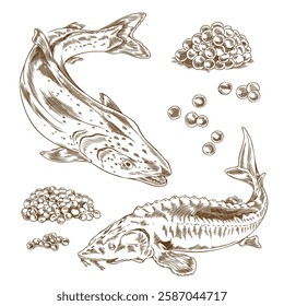 Caviar heaps, salmon or trout and sturgeon or beluga fishes engraved hand drawn vector set. Sea food, natural delicacy product, healthy cook ingredient ink sketch. Fresh roe pile isolated