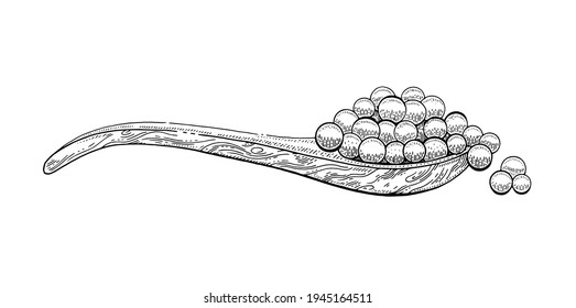 Caviar spoon. Etching sketch caviar wood spoon. Wooden ladle shovel with red salmon fish eggs. Vector luxury salted snack. Hand drawn line sandwich design. Black cartoon engraved drawing of sea food