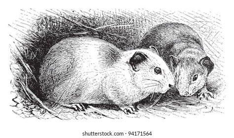 Cavy or Guinea pig (Cavia porcellus) / vintage illustration from Meyers Konversations-Lexikon 1897