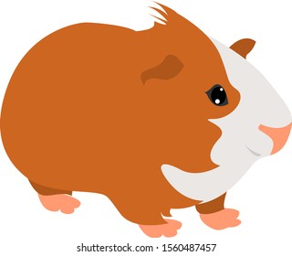 Cavy, illustration, vector on white background.