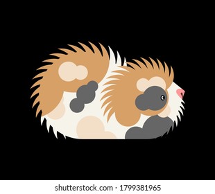 Cavy isolated. guinea pig cartoon. vector illustration