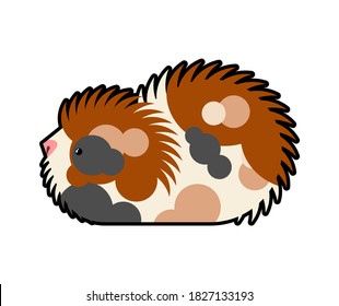 Cavy isolated. guinea pig cartoon. vector illustration