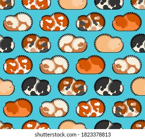 Cavy pattern seamless. guinea pig background. Baby fabric texture