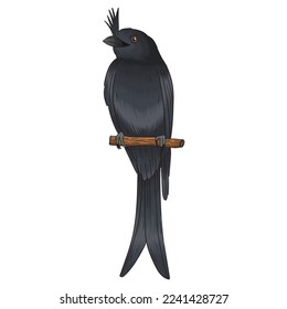 cawi bird vector, dark black color bird, notorious and gluttonous